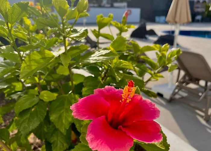 شقة فندقية Costa Adeje Garden 3*